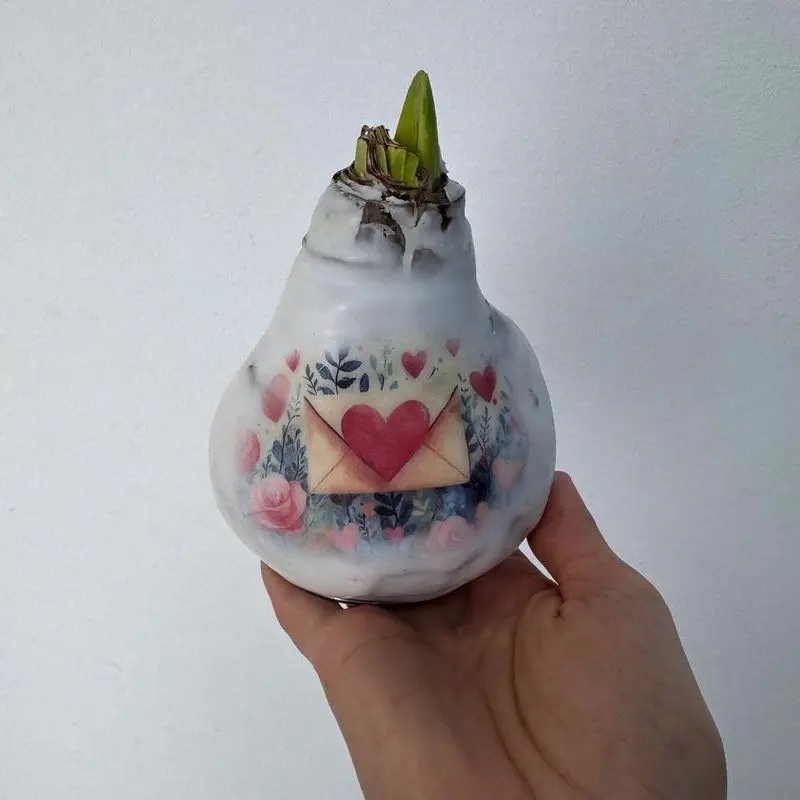 Амариллис луковица в воске
