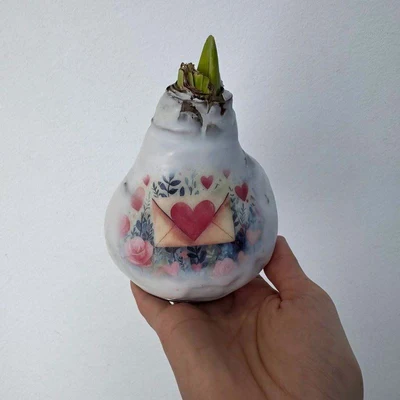 Амариллис луковица в воске